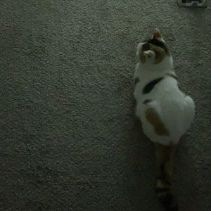 Meet your Posher, Destini